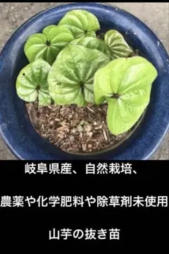 山芋芽出し済み種芋2本植え時です♪即日配送①出品してる分で終了