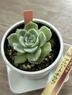 2025年最新】ミックスベリアの人気アイテム - メルカリ