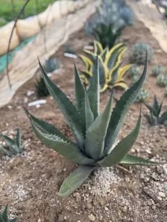【希少】アガベ　スカブラ錦　黄中斑　カキコ ＋ オマケ アガベ スカブラ ショートリーフ黄中斑 | ネットショップ・アガベ