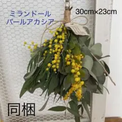 Ｎｏ．141  ミモザ2種とユーカリ2種のスワッグ