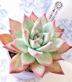 2025年最新】中里リンゼアナの人気アイテム - メルカリ