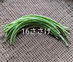 朝採り農薬不使用16ささげ240グラム現品のサムネイル