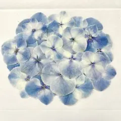押し花 NO.391 デルフィニウム レースフラワー - メルカリ