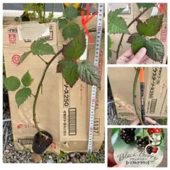 ⑦茎極太大苗　【安心のポット苗】ブラックベリートリプルクラウン　取り木苗　トゲ無