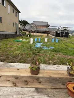 山東華(お) 皐月盆栽 103センチ - メルカリ
