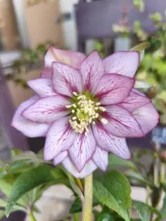 2026年最新】クリスマスローズ八重咲きの人気アイテム - メルカリ