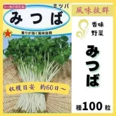【野菜の種】香味野菜「みつば」種１００粒～香りが強く風味抜群☆彡