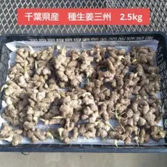 種生姜三州　千葉県産　約2.5kgのサムネイル