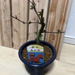 珍品 奄美産 アデク盆栽 古木 メルカリ便 珍品 奄美産 アデク盆栽 古木 メルカリ便