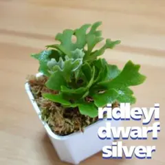 リドレイ　ドワーフ　シルベリー 2025年最新】リドレイ ドワーフの人気アイテム - メルカリ