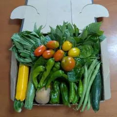 新鮮野菜セットのサムネイル