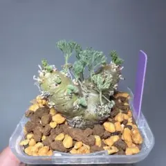 サルコカウロン ペニクリナム 塊根植物　鉢のまま発送　まとめ買いでおまけありのサムネイル