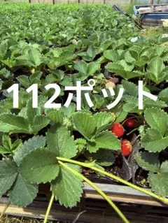 【イチゴ農家直送】ジャンボいちご苗 112ポット セット 在庫限り！ イチゴ農家直送】ジャンボいちご苗 112ポット セット 在庫限り