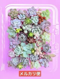 多肉弁当 寄せ植えセット 詰め合わせ カット苗