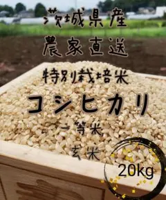 玄米　コシヒカリ　20kg　特別栽培米　茨城県産のサムネイル