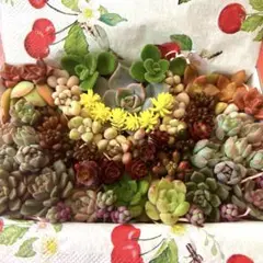 多肉植物⭐︎寄せ植えセット⭐︎のサムネイル