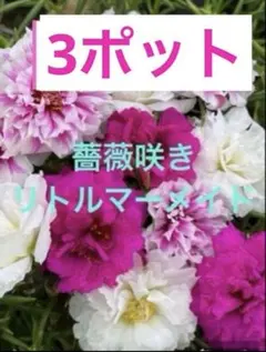 松葉ボタン苗　花苗　リトルマーメイド苗　マツバボタンのサムネイル
