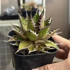 2026年最新】willing plantの人気アイテム - メルカリ