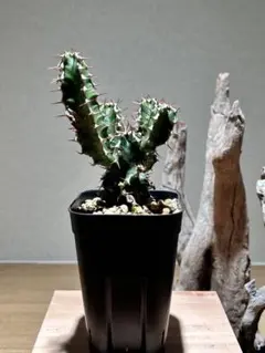 2026年最新】ユーフォルビアムランジーナの人気アイテム - メルカリ