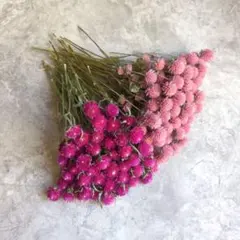 2025年最新】ドライフラワー 千日紅の人気アイテム - メルカリ