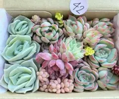 42 多肉植物　多肉弁当　詰め合わせ　寄せ植え　セット　カット苗　韓国苗　エケ