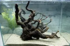 アクアリウム用 流木 風山石6kg アクアリウム用 流木 風山石6kg - メルカリ