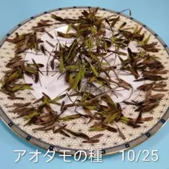 2025年最新】アオダモ 種の人気アイテム - メルカリ