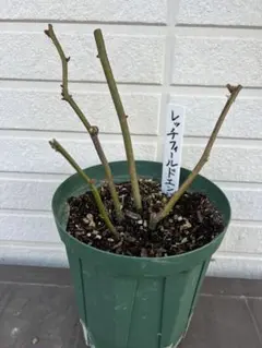 バラ挿し木苗 中大苗 エンジェル