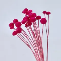 SS様ご予約品です☆ アマレリーノ　＊ダークピンク　フロールエバー　＊