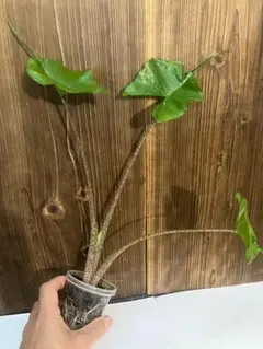 2025年最新】アロカシアスティングレイの人気アイテム - メルカリ