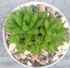 爪蓮華 抜き苗のサムネイル