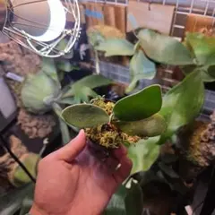 2026年最新】FSQ ビカクシダの人気アイテム - メルカリ