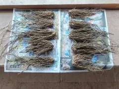 孟宗竹　地下茎　45-55cm　9本 孟宗竹 地下茎 45-55cm 9本 - メルカリ