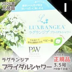 【蕾あり】【正規品タグ付き】PW ラグランジア ブライダルシャワー 【I】のサムネイル