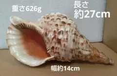 2026年最新】ほら貝 置物の人気アイテム - メルカリ