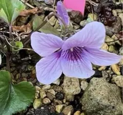 ericabell様 リクエスト 3点 まとめ商品