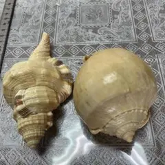 法螺貝とマンボウ貝のセット（セット売り）週末値下げ中！ - メルカリ