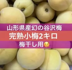 産地直送　山形県産　幻の谷沢梅　2キロ　小梅　完熟梅　農薬不使用のサムネイル