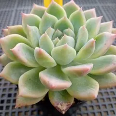 多肉植物　ピンクアレックスのサムネイル