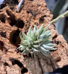 Tillandsia Red Robin 速達発送 - メルカリ