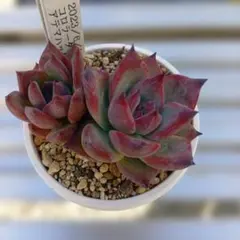 多肉植物　コロラータアテマハック(自家受粉実生)
