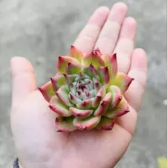 ゆう様 リクエスト 6点 まとめ商品