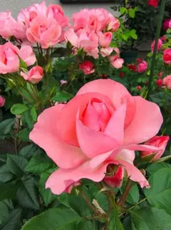 薔薇挿木苗 ツルローズうらら - メルカリ