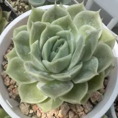 大人気 多肉植物 エケベリア オンスロー錦 超美苗 レア種 - メルカリ