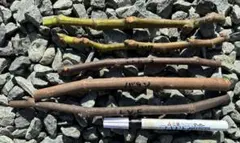 2026年最新】イチジク穂木ウォーターメロンラッシュの人気アイテム