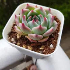 なつ★様 リクエスト 2点 まとめ商品