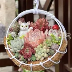 多肉植物寄せ植え ハンギング そのまま飾れる多肉植物 そのまま飾れる