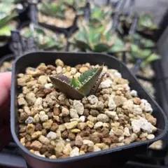 三*也様 アガベ　チタノタ　麻花龍 　 【激安特価　期間限定】 Yahoo!オークション - A50 【激レア高級品種】 アガベ チタノタ