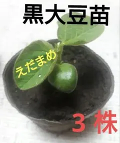 みどりこ様 リクエスト 3点 まとめ商品