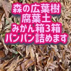 青もみじ みかん箱パンパン 500枚以上〜1000枚目安 常温発送注意
